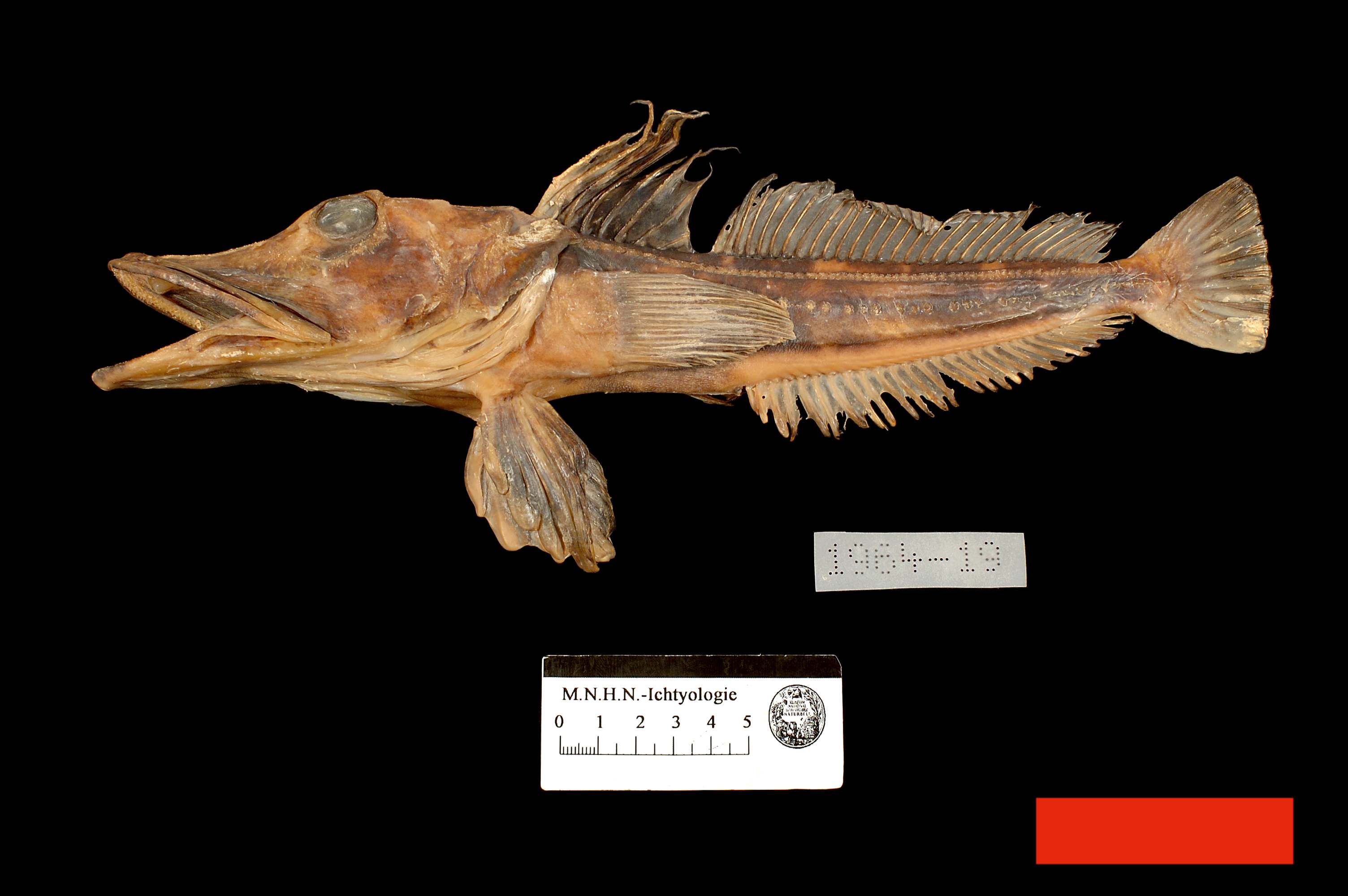 (Channichthyidae Gill, 1861) Семейство Ханнихтииды, Ханнихтиевые